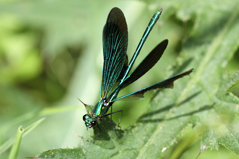 Beautiful Demoiselle by Mick Dryden