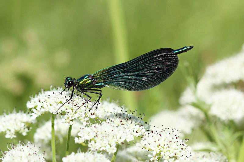 Beautiful Demoiselle by Mick Dryden