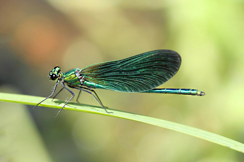 Beautiful Demoiselle by Mick Dryden