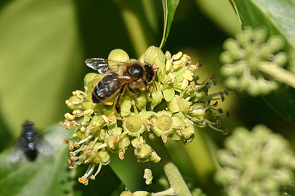 Honey Bee by Mick Dryden