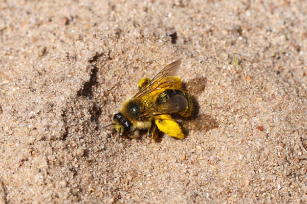 Bee by Richard Perchard