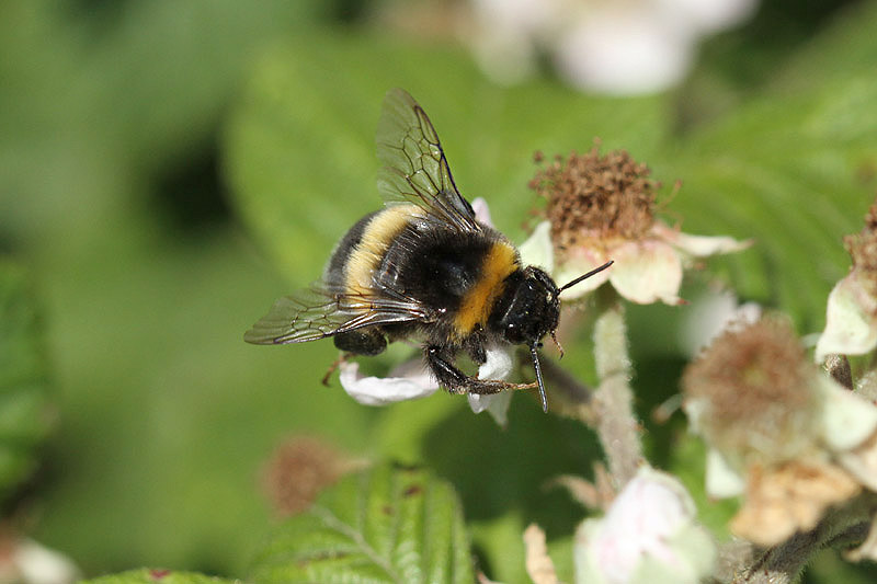 Bumble Bee by Mick Dryden