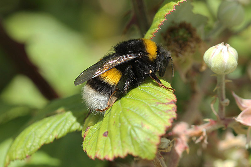 Bumble Bee by Mick Dryden