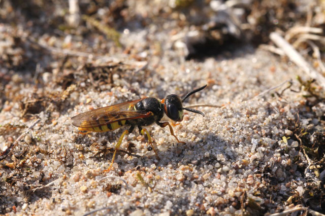 Bee-wolf by Richard Perchard