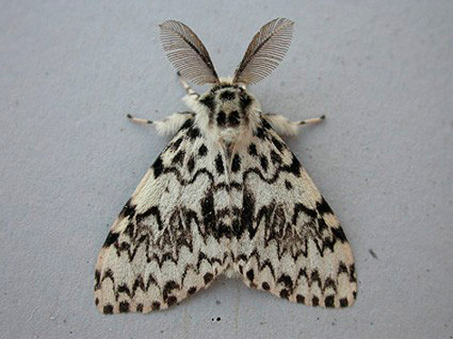 Black Arches by Roger Long