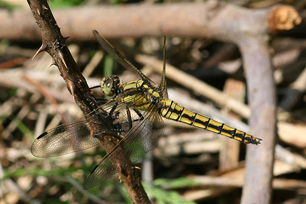 Black-tailed Skimmer by Richard Perchard