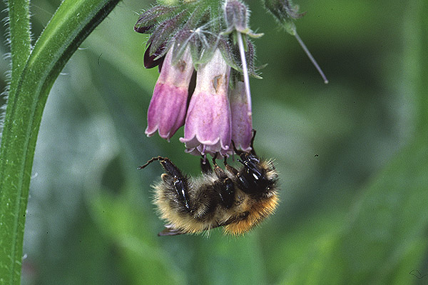 Bombus pascuorum by Richard Perchard