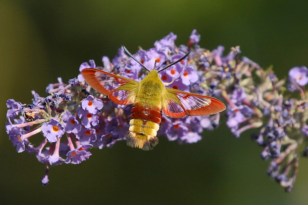 Broad-bordered Bee Hawkmoth by Mick Dryden