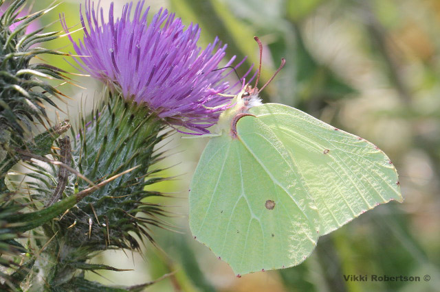 Brimstone by Vikki Robertson