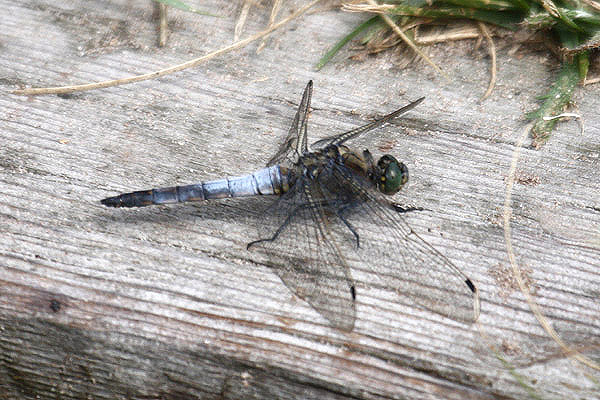 Black-tailed Skimmer by Mick Dryden