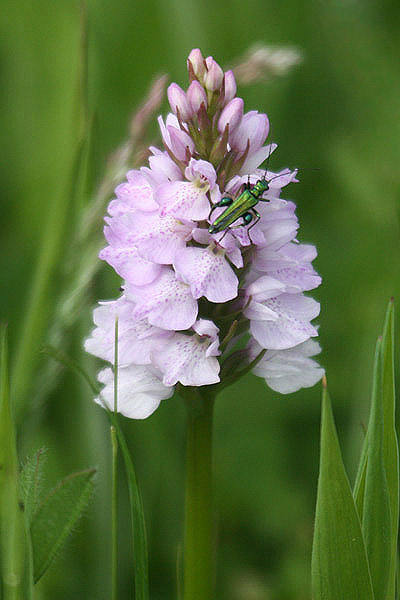 Oedemera nobilis by Mick Dryden