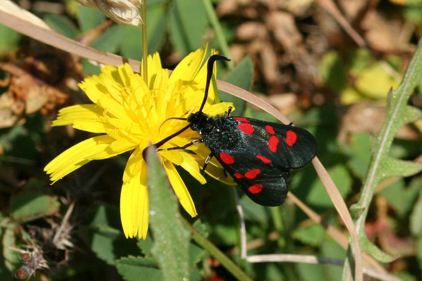 Burnet Moth by Richard Perchard