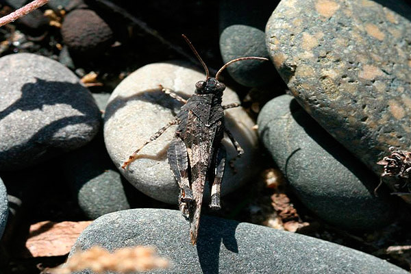 Blue-winged Grasshopper by Richard Perchard