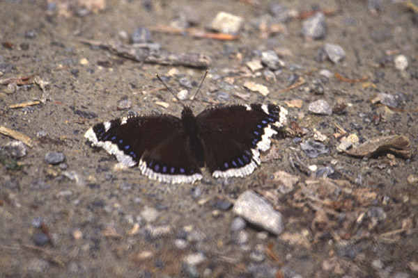 Camberwell Beauty by Mick Dryden