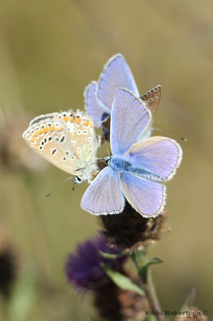Common Blue by Vikki Robertson