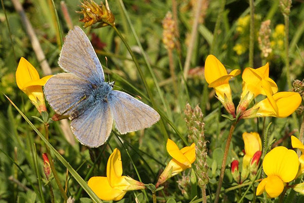 Common Blue by Andrew Koester