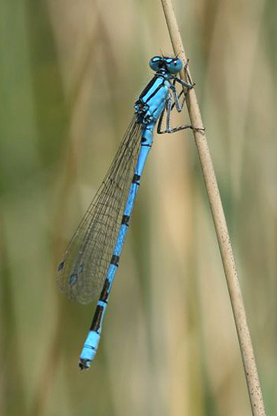 Common Blue Damselfly by Richard Perchard