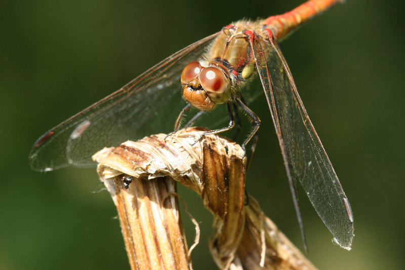 Common Darter by Richard Perchard