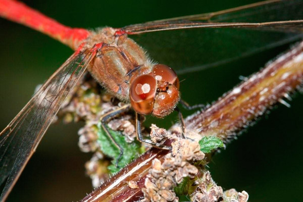 Common Darter by Richard Perchard