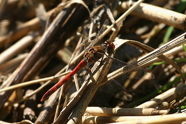 Common Darter by Mick Dryden