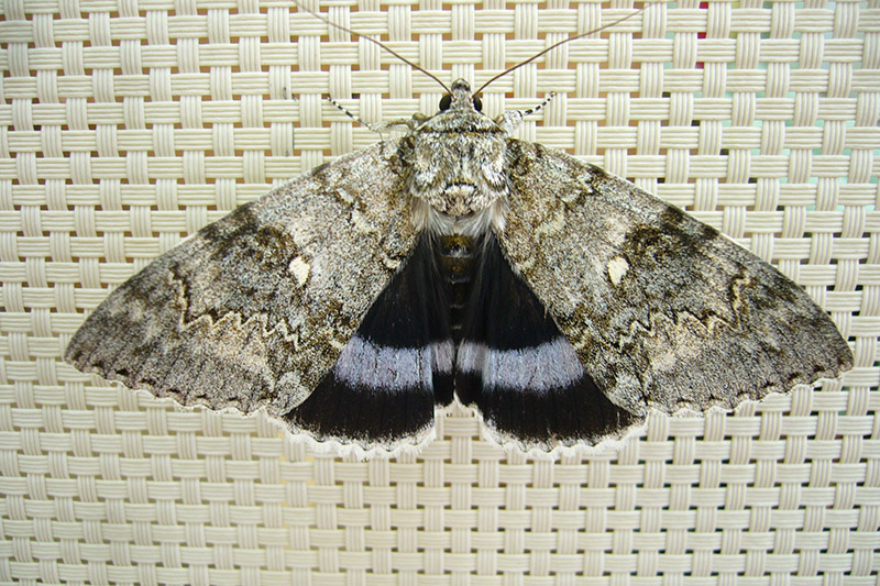 Clifden Nonpareil by Roger Long