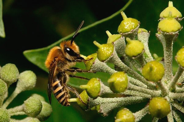 Bee by Richard Perchard