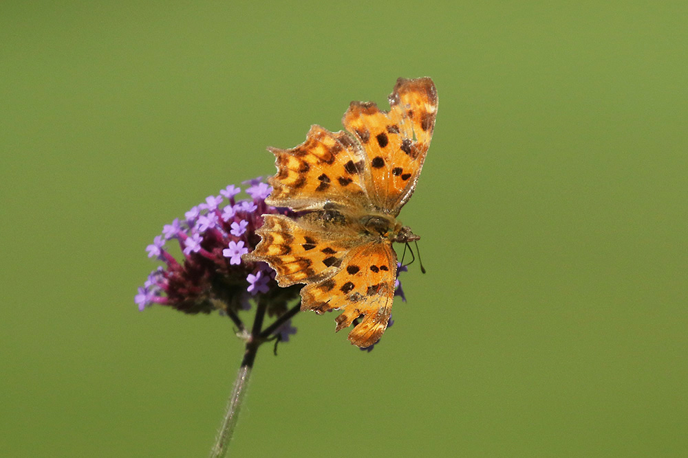 Comma by Mick Dryden