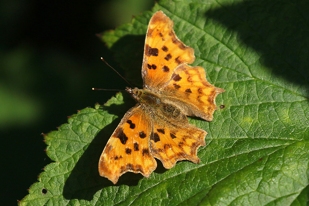 Comma by Mick Dryden