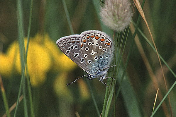 Common Blue by Richard Perchard