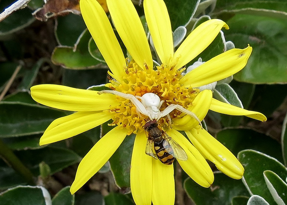 Crab Spider by Frank le Blancq