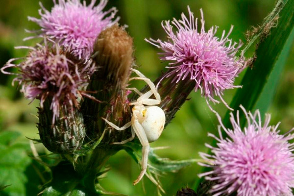 Crab Spider by Richard Perchard