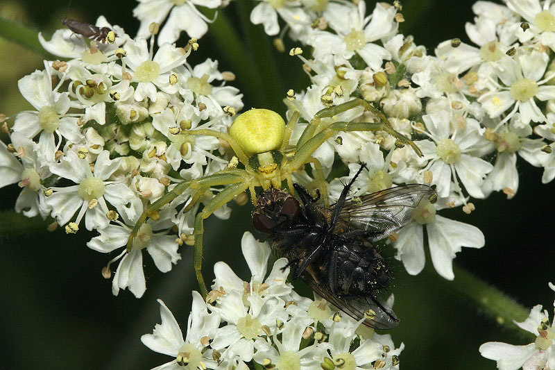 Crab Spider by Richard Perchard