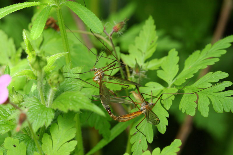 Crane Fly by Richard Perchard