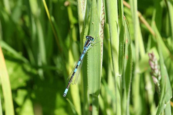 Dainty Damselfly by Richard Perchard