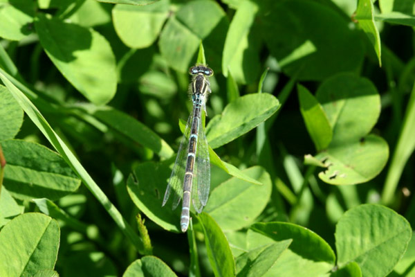 Dainty Damselfly by Richard Perchard