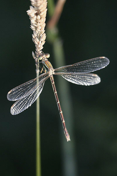 Southern Emerald Damselfly by Mick Dryden