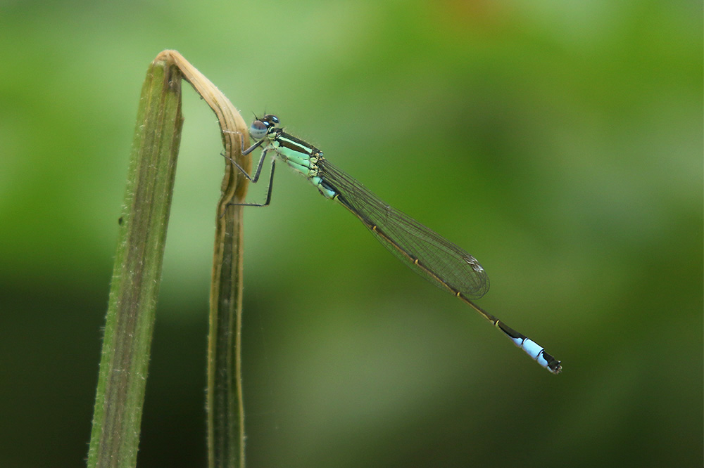 Blue tailed Damselfly by Mick Dryden