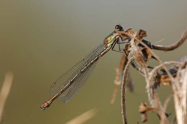 Willow Emerald by Mick Dryden