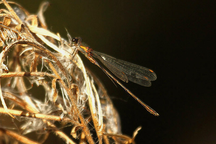 Willow Emerald Damselfly by Mick Dryden