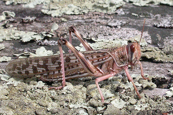 Desert Locust by Roger Long