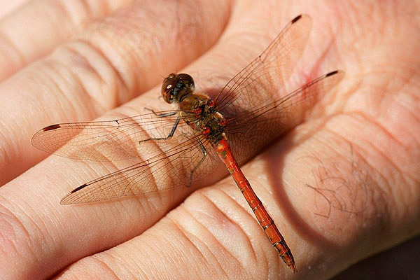 Common Darter by John de Carteret