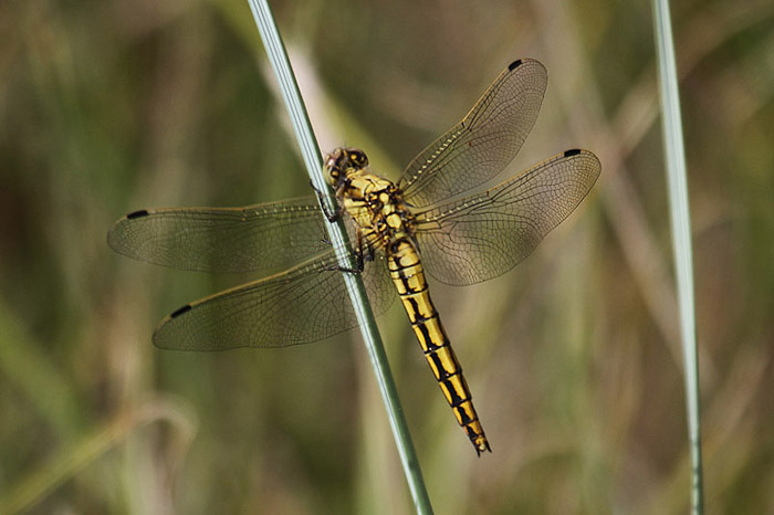 Black-tailed Skimmer by Mick Dryden