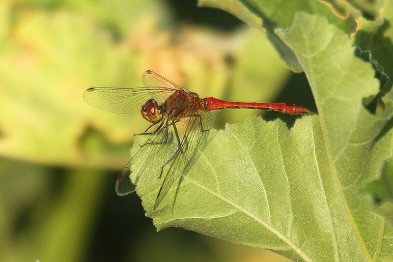 Ruddy Darter by Mick Dryden