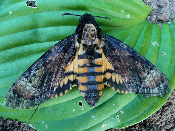 Death's head Hawkmoth by David Buxton