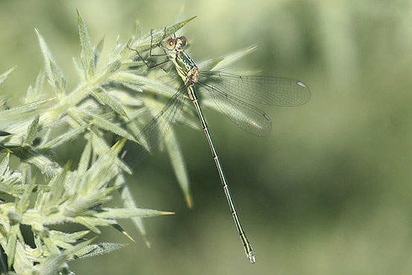 Willow Emerald Damselfly by Mick Dryden