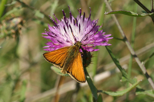 Essex Skipper by Richard Pechard