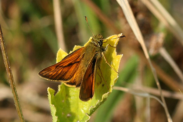 Essex Skipper by Richard Pechard