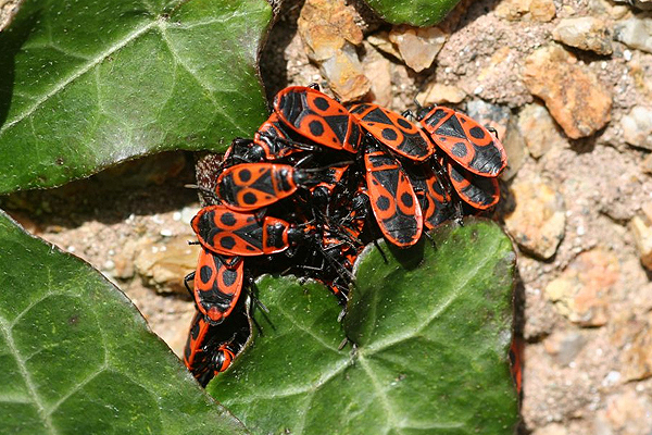 Fire Bugs by Richard Perchard