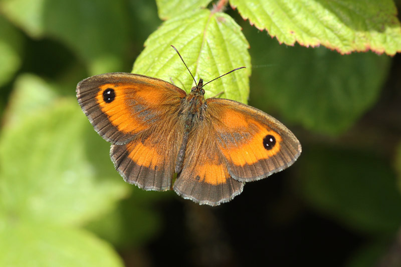 Gatekeeper by Mick Dryden