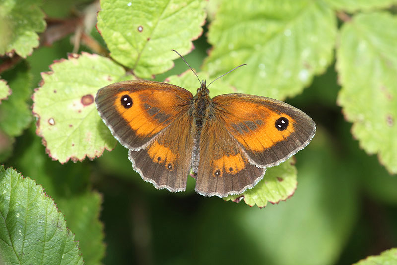 Gatekeeper by Mick Dryden